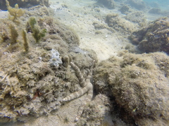 Nardoa tuberculata