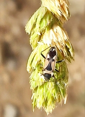 Raglius confusus