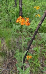 Tephroseris porphyrantha
