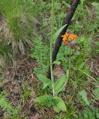 Tephroseris porphyrantha