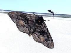 Phaeoura mexicanaria