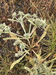 Eryngium aristulatum