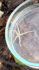 Amphipholis squamata