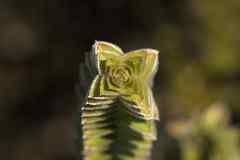 Struthiola argentea