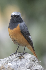 Phoenicurus hodgsoni