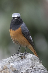 Phoenicurus hodgsoni