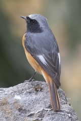 Phoenicurus hodgsoni