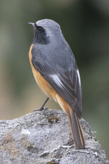 Phoenicurus hodgsoni