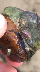 Lepidochitona cinerea