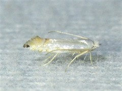 Phyllonorycter quercialbella