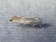 Phyllonorycter quercialbella
