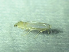 Phyllonorycter quercialbella