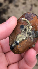 Spirobranchus triqueter