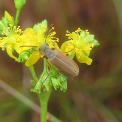 Epicauta batesii