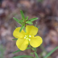 Ludwigia maritima