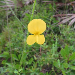 Chapmannia floridana