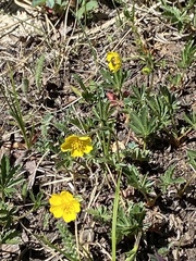 Potentilla concinna