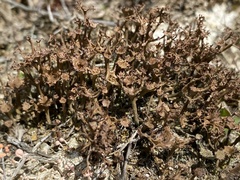 Cladonia multiformis