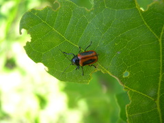 Cryptocephalus bipunctatus