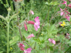Silene dioica