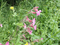 Silene dioica