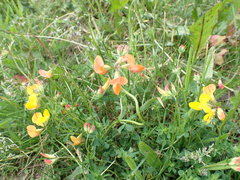 Lotus corniculatus