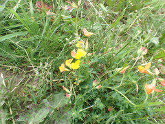 Lotus corniculatus