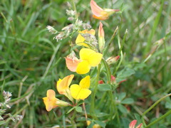 Lotus corniculatus
