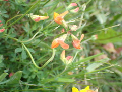 Lotus corniculatus