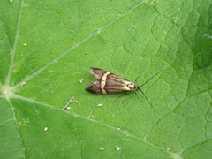 Yellow-barred Longhorn