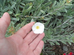 Convolvulus cneorum