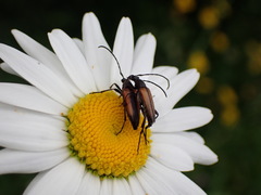 Stenurella melanura