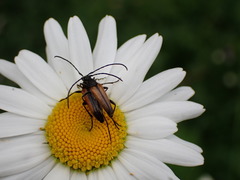 Stenurella melanura