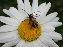 Stenurella melanura