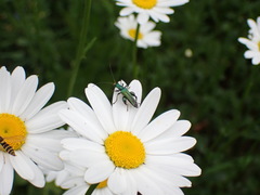 Oedemera nobilis
