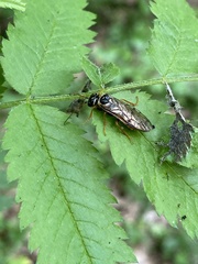 Cephalciinae