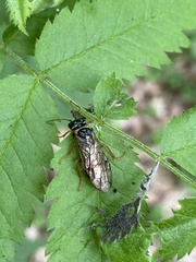 Cephalciinae