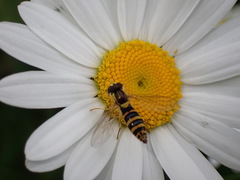 Sphaerophoria