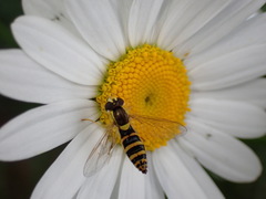Sphaerophoria