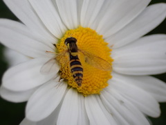 Sphaerophoria