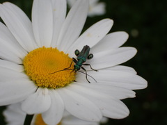 Oedemera nobilis