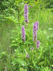 Dactylorhiza × grandis