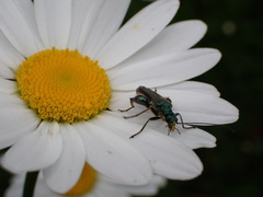 Oedemera nobilis