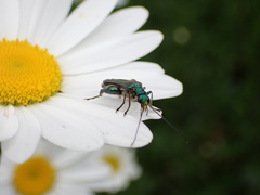 Oedemera nobilis