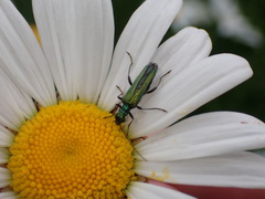 Oedemera nobilis