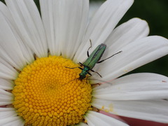 Oedemera nobilis
