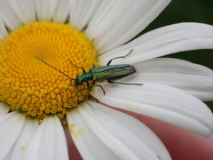 Oedemera nobilis