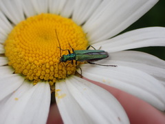Oedemera nobilis