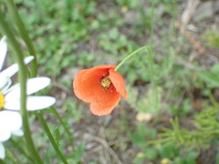 Papaver