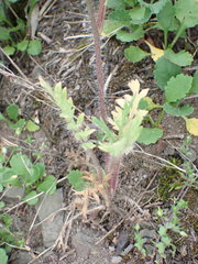 Papaver